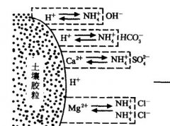 施用碳酸氫銨為什么要強(qiáng)調(diào)深施覆土？