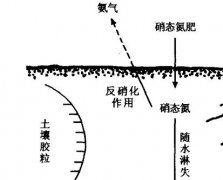 硝態(tài)氮肥為什么不宜在水稻田中施用