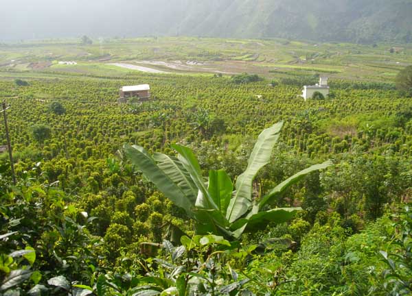 胡椒的種植技術(shù)