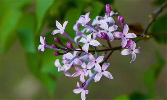 丁香花什么時(shí)候開花