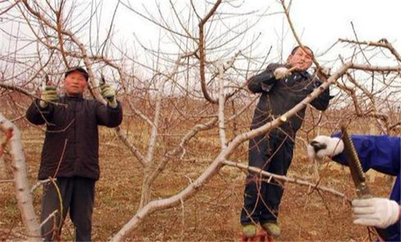 桃樹修剪需要掌握的幾個關(guān)鍵技術(shù)