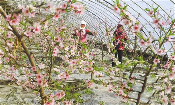 種植桃樹要適時促花