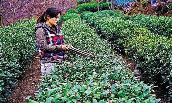 怎樣修剪茶樹？茶樹的修剪方法介紹