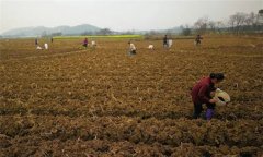 烤煙施肥技術(shù)：種植烤煙怎樣進行施肥