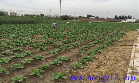 大白菜的間苗、除草