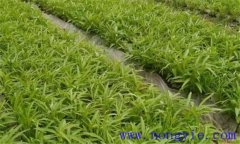 空心菜的無(wú)公害種植方法