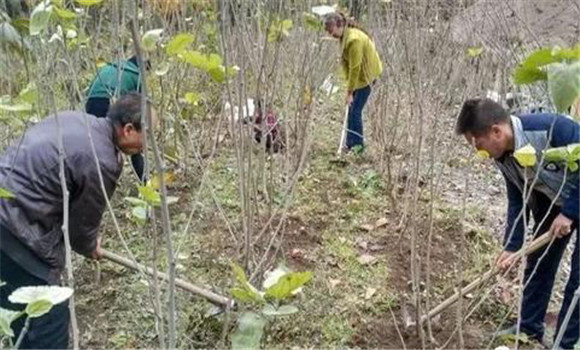 桑樹種植要重施冬肥