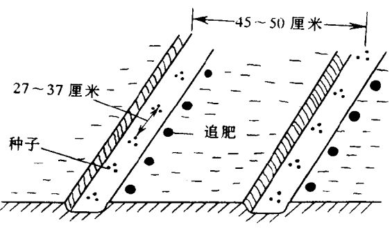 蘿卜栽培技術(shù)