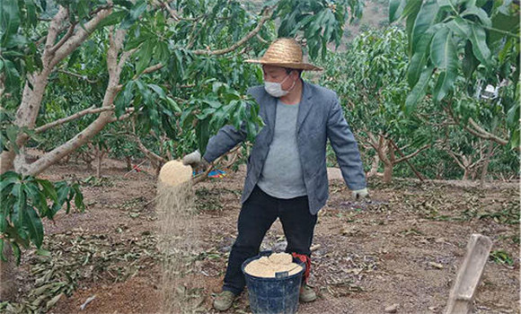 芒果如何科學(xué)追肥