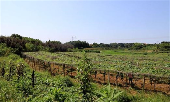 丘陵地區(qū)羅漢果種植技術