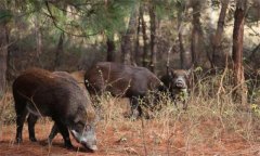 野豬是幾級保護動物，野豬的壽命一般是多少年