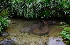 吃娃娃魚(yú)犯法嗎？