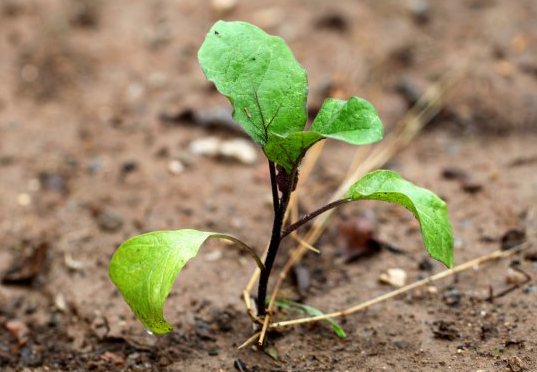 茄子定植時間