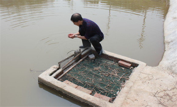 養(yǎng)魚水質不好怎么辦