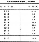 怎樣飼養(yǎng)商品烏骨雞？