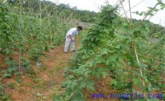 種植葛根如何管理？葛根田間管理技術(shù)要點