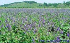 種植黃芩怎么管理？黃芩田間管理的主要內(nèi)容