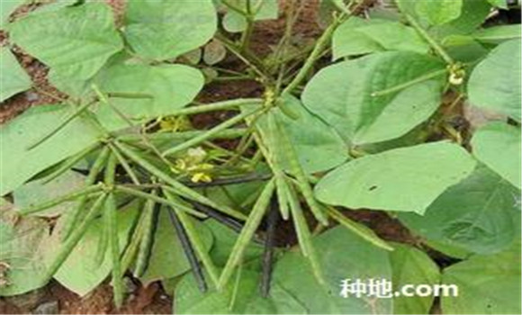 綠豆怎么種植能高產(chǎn)？