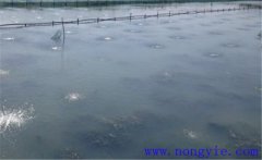 怎樣為魚塘增加氧氣，給魚塘增氧有幾種方法？