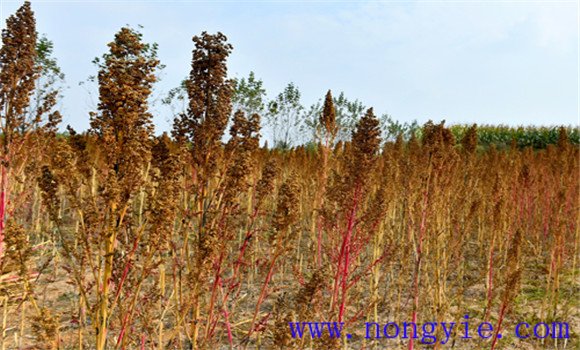 藜麥高產(chǎn)種植技術(shù)要點