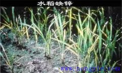 水稻缺鋅會(huì)導(dǎo)致僵苗，水稻缺鋅怎么辦？