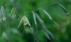 燕麥種植時間，燕麥什么時間種植