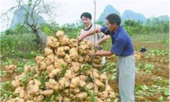 豆薯如何種植，豆薯種植與栽培技術(shù)