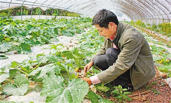 蜜本南瓜種植技術