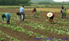 紫薯田間怎么管理 紫薯的田間管理技術(shù)要點(diǎn)