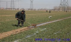 小麥冬灌時(shí)間是什么時(shí)候？小麥澆冬水的作用