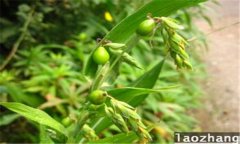 魔芋是什么東西 魔芋種植技術要點