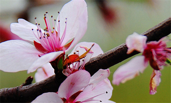 誰會錯過那番花信風(fēng)