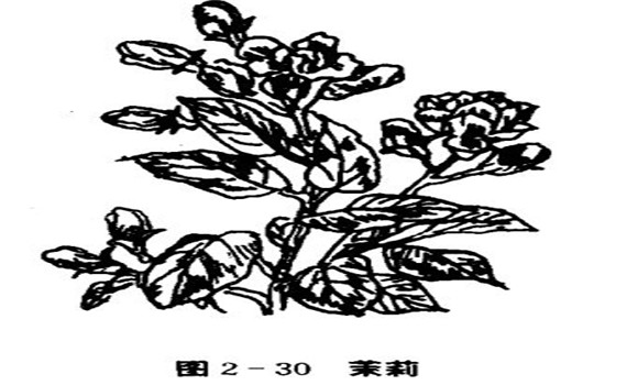 茉莉花種植技術(shù)，如何種植茉莉花