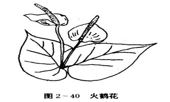 火鶴花怎么養(yǎng)，怎么養(yǎng)火鶴花效果好