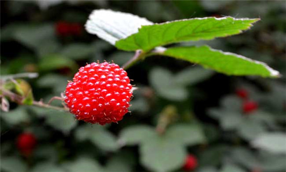 樹莓高產(chǎn)種植技術