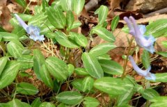 延胡索種植時間 延胡索種植技術(shù)與栽培方法