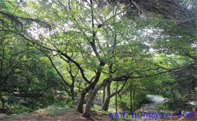 糙葉樹的栽培管理及其園林用途