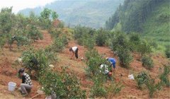 油茶樹種植技術及管理須知