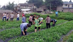 茉莉花的養(yǎng)殖方法簡(jiǎn)介，怎樣培育茉莉花