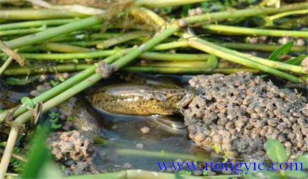 養(yǎng)殖黃鱔的活性飼料來(lái)源