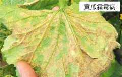 黃瓜病蟲(chóng)害防治：黃瓜霜霉病、白粉病、紅蜘蛛