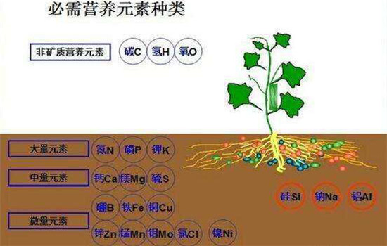 農作物磷過剩時的癥狀