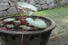 如何盆栽虎耳草，虎耳草盆栽關(guān)鍵技術(shù)解密