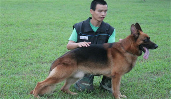 因犬制宜，區(qū)別對(duì)待