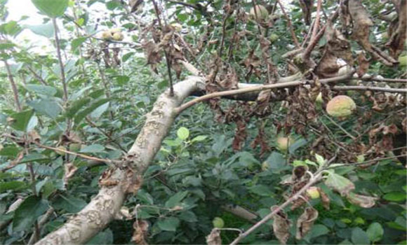 蘋果輪紋病防治技術(shù)