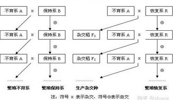 雄性不育恢復(fù)系