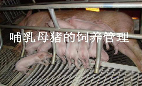 加強(qiáng)哺乳母豬的飼養(yǎng)