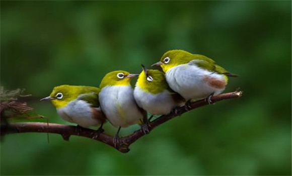 繡眼鳥怎么分公母