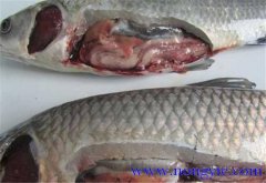 草魚(yú)出血病發(fā)病原因、癥狀、治療方法