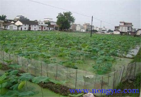 藕田消毒技術(shù)